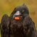 Great Frigatebird